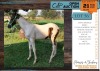 1 X THOROUGHBRED CROSS EMERALD STALLION YAKEZA RANCH (ANYA VAN DER MERWE)