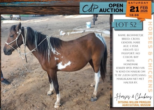 1 X CROSS BLOMMIETJIE MARE MM MYBURGH