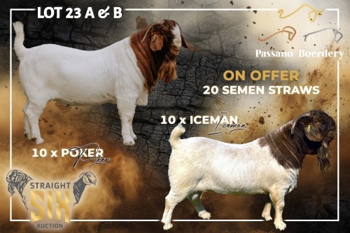10 X BOER GOAT SEMEN STRAWS Passano Boerdery (Per item to take the lot)