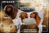 3 X BOER GOAT EMBRYO Passano Boerdery