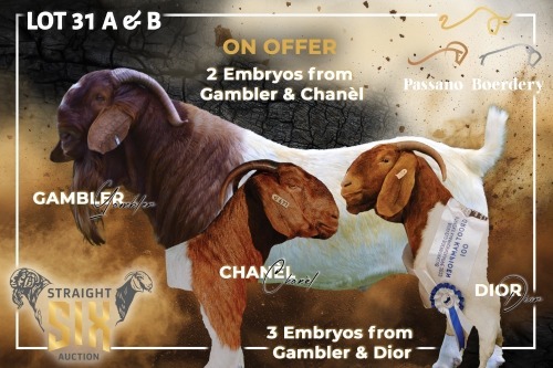 3 X BOER GOAT EMBRYO Passano Boerdery