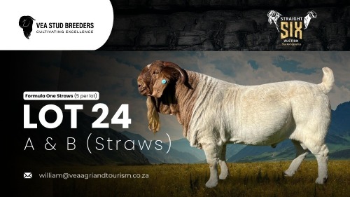 5 X BOER GOAT SEMEN STRAWS VEA Stud Breeders (Per item to take the lot)