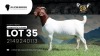 1 X BOER GOAT PREGNANT FLOCK ON TEAT DOE VEA Stud Breeders