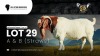 5 X BOER GOAT SEMEN STRAWS VEA Stud Breeders (Per item to take the lot)