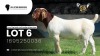 1 X BOER GOAT FLOCK ON COLOUR BUCK VEA Stud Breeders