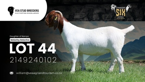 1 X BOER GOAT STUD DOE VEA Stud Breeders