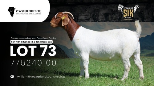 1 X BOER GOAT FLOCK ON TEAT DOE VEA Stud Breeders