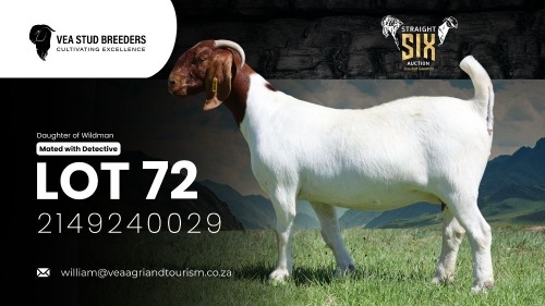 1 X BOER GOAT FLOCK DOE VEA Stud Breeders