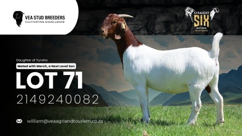 1 X BOER GOAT FLOCK ON COLOUR DOE VEA Stud Breeders