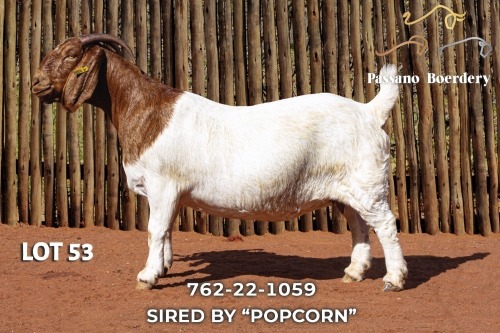 1 X BOER GOAT STUD DOE Passano Boerdery