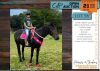 1 X BOERPERD CROSS HARLEY QUINN MARE FREDERICK VAN DER BILJ