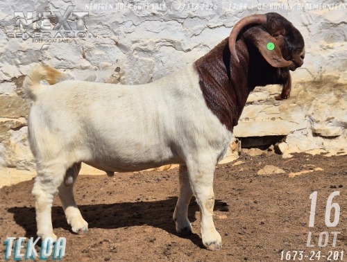 1 X BOER GOAT FLOCK ON TEAT BUCK Tekoa Boerbokstoet