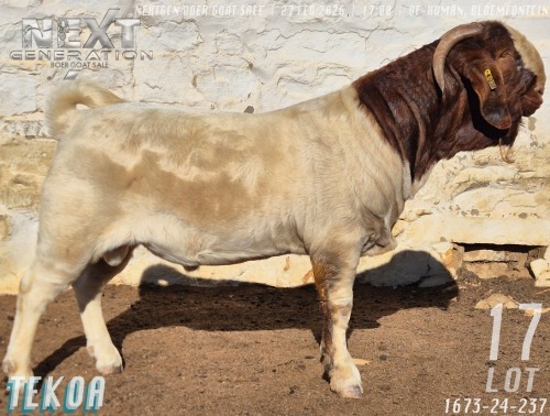 1 X BOER GOAT STUD BUCK Tekoa Boerbokstoet