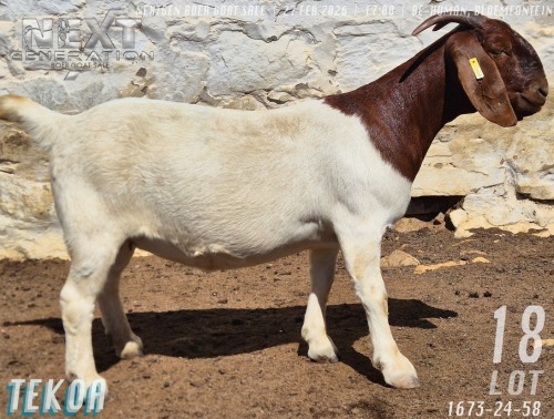 1 X BOER GOAT STUD DOE Tekoa Boerbokstoet