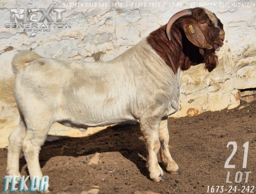 1 X BOER GOAT STUD BUCK Tekoa Boerbokstoet