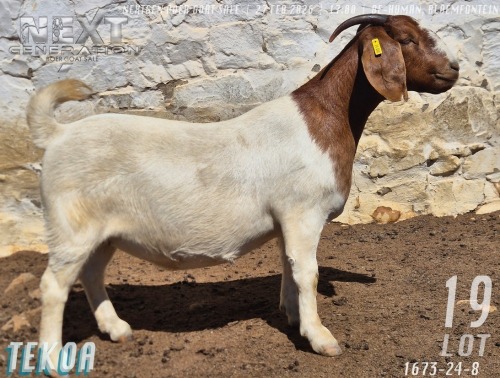 1 X BOER GOAT STUD DOE Tekoa Boerbokstoet