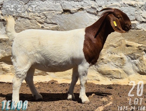 1 X BOER GOAT STUD DOE Tekoa Boerbokstoet