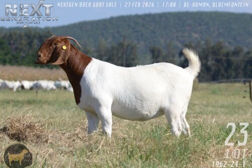 1 X BOER GOAT STUD PREGNANT DOE Brent-Meek Boer Goat Stud