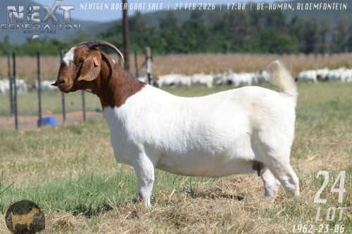 1 X BOER GOAT STUD PREGNANT DOE Brent-Meek Boer Goat Stud