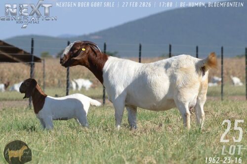 1+1 X BOER GOAT STUD DOE Brent-Meek Boer Goat Stud
