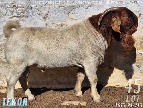 1 X BOER GOAT FLOCK BUCK Tekoa Boerbokstoet