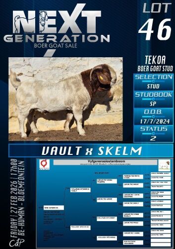 1 X BOER GOAT STUD BUCK Tekoa Boerbokstoet