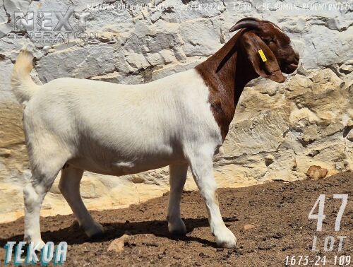 1 X BOER GOAT STUD DOE Tekoa Boerbokstoet