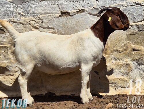 1 X BOER GOAT FLOCK ON TEAT PREGNANT DOE Tekoa Boerbokstoet