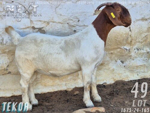 1 X BOER GOAT PREGNANT STUD DOE Tekoa Boerbokstoet
