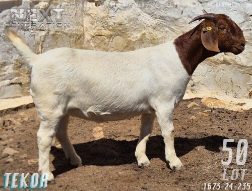 1 X BOER GOAT FLOCK ON TEAT DOE Tekoa Boerbokstoet