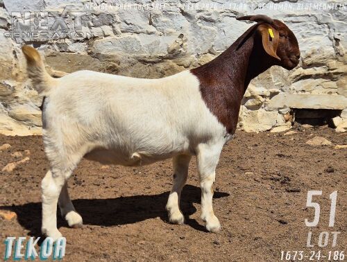 1 X BOER GOAT STUD DOE Tekoa Boerbokstoet