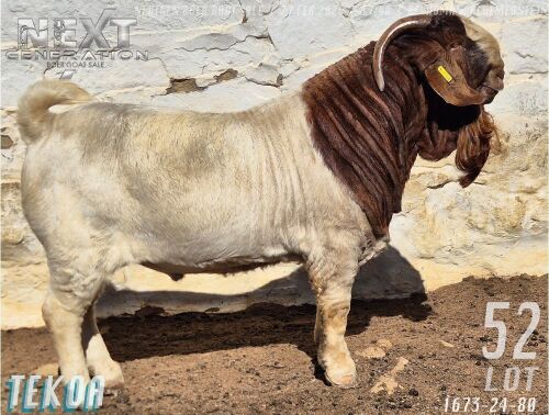 1 X BOER GOAT STUD BUCK Tekoa Boerbokstoet