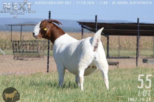 1 X BOER GOAT STUD DOE Brent-Meek Boer Goat Stud