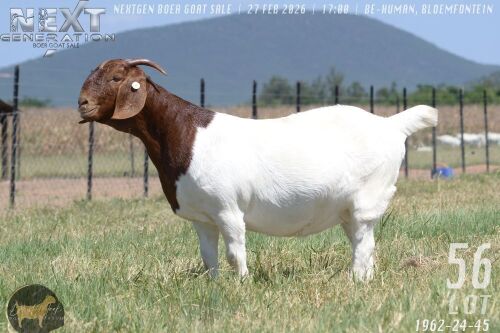 1 X BOER GOAT FLOCK ON COLOUR DOE Brent-Meek Boer Goat Stud