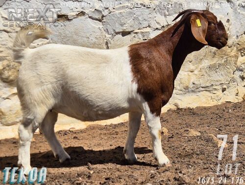 1 X BOER GOAT FLOCK ON TEAT & COLOUR DOE Tekoa Boerbokstoet