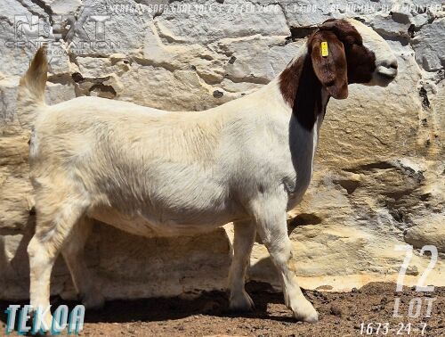 1 X BOER GOAT STUD DOE Tekoa Boerbokstoet
