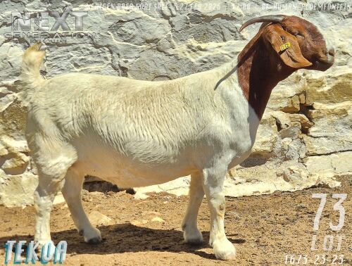 1 X BOER GOAT FLOCK ON TEAT PREGNANT DOE Tekoa Boerbokstoet