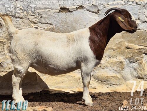 1 X BOER GOAT STUD DOE Tekoa Boerbokstoet