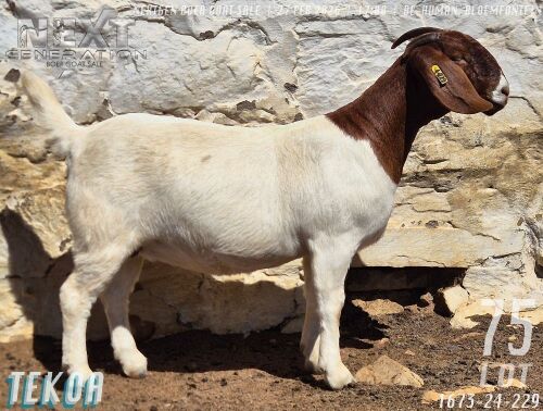 1 X BOER GOAT FLOCK ON TEAT DOE Tekoa Boerbokstoet