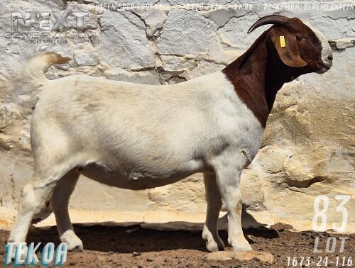 1 X BOER GOAT FLOCK ON BUILD PREGNANT DOE Tekoa Boerbokstoet