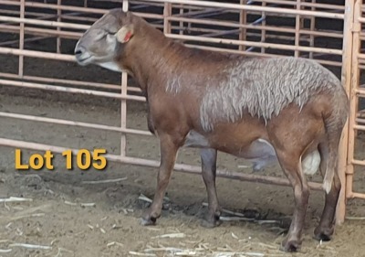 LOT 105 1X MEATMASTER RAM OSVLEY MEATMASTERS