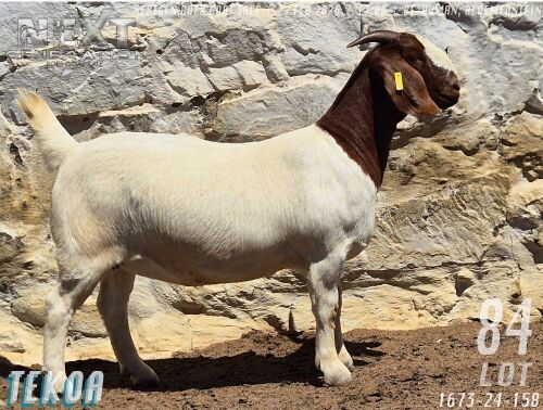 1 X BOER GOAT FLOCK ON TEAT DOE Tekoa Boerbokstoet