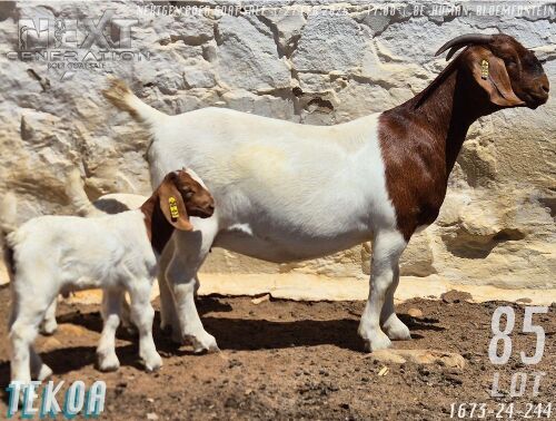 1+2 X BOER GOAT STUD DOE Tekoa Boerbokstoet