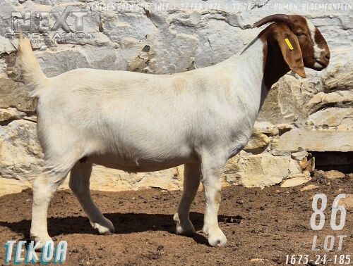 1 X BOER GOAT FLOCK ON TEAT DOE Tekoa Boerbokstoet