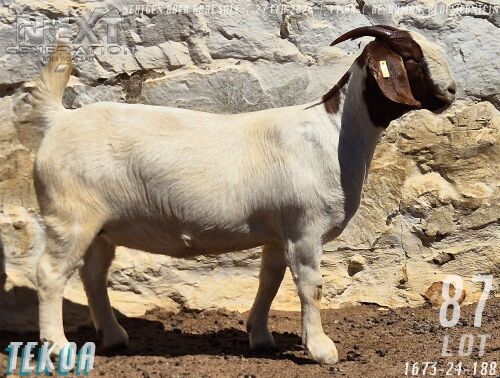 1 X BOER GOAT FLOCK ON TEAT PREGNANT DOE Tekoa Boerbokstoet