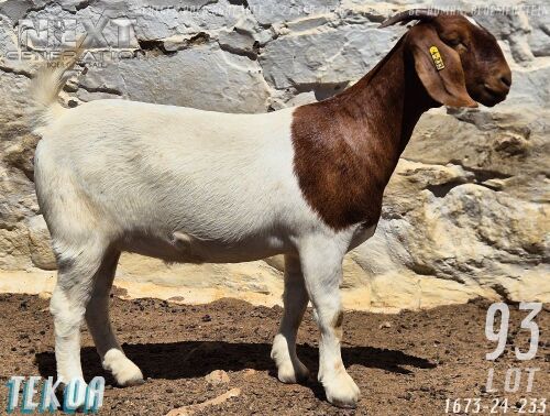 1 X BOER GOAT FLOCK ON TEAT DOE Tekoa Boerbokstoet