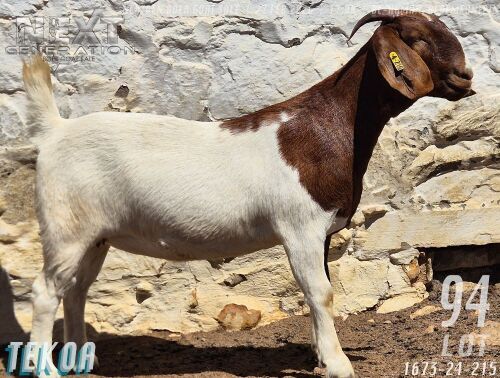 1 X BOER GOAT FLOCK ON COLOUR DOE Tekoa Boerbokstoet