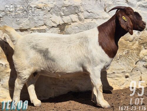 1 X BOER GOAT STUD DOE Tekoa Boerbokstoet