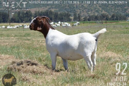 1 X BOER GOAT FLOCK DOE Brent-Meek Boer Goat Stud