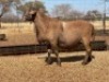 1 X MEATMASTER RAM THABA MEATMASTERS - 3
